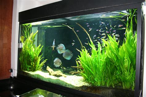 7 Green Fish for Freshwater Tanks.